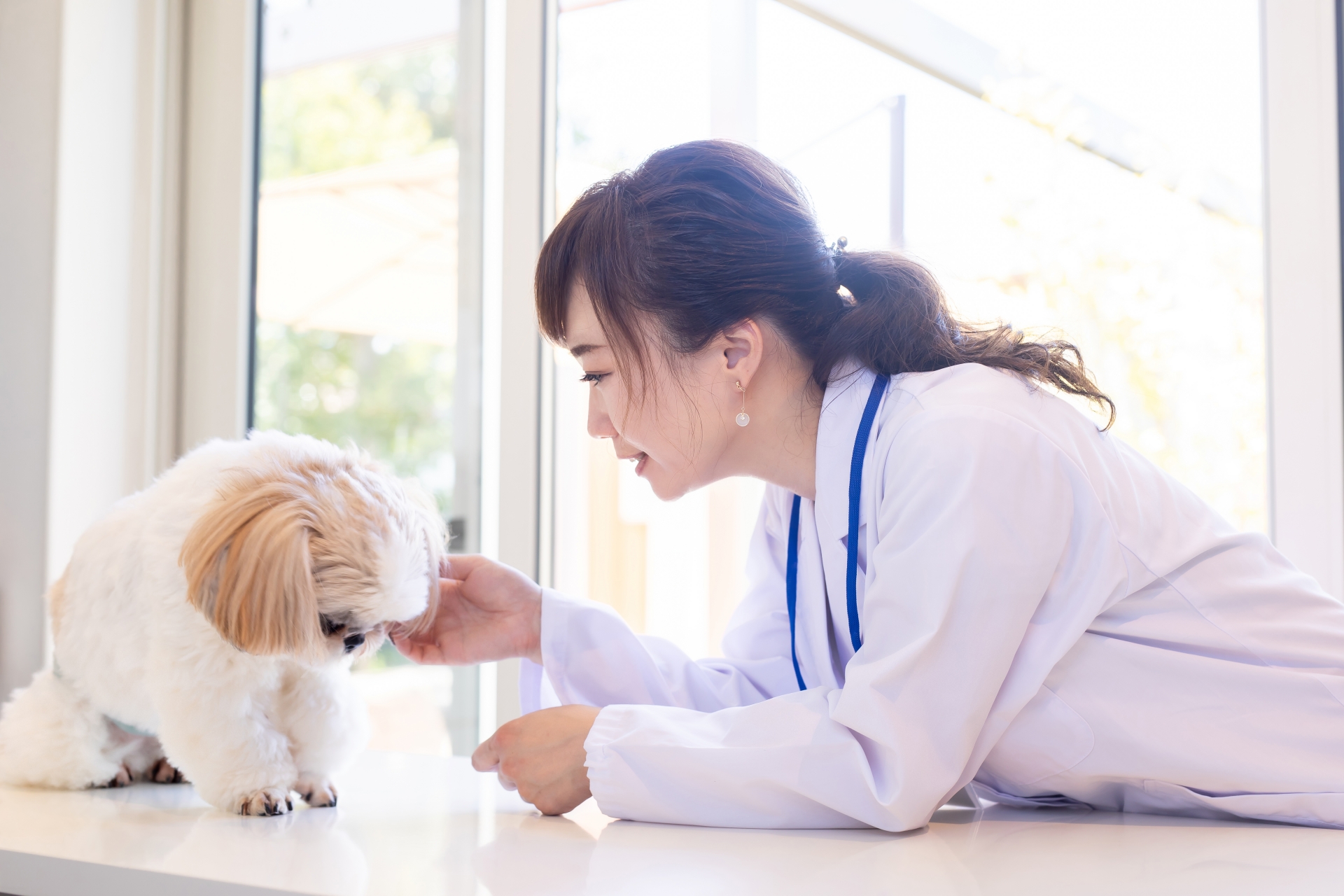 獣医師と犬の写真