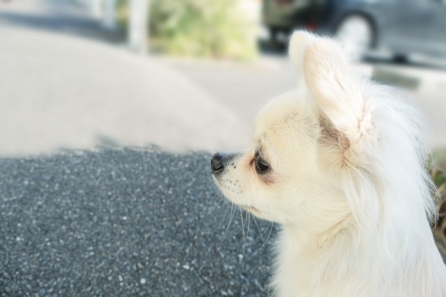 犬・猫の白内障はどんな病気？原因・治療法から予防法まで飼主様が知っておきたいポイントを詳しくお話します