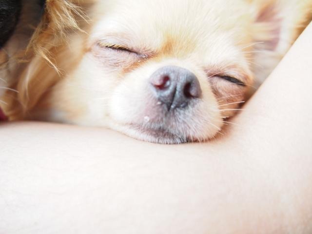 犬の鼻水とくしゃみの原因｜ウイルス・細菌・アレルギー・異物など徹底解説