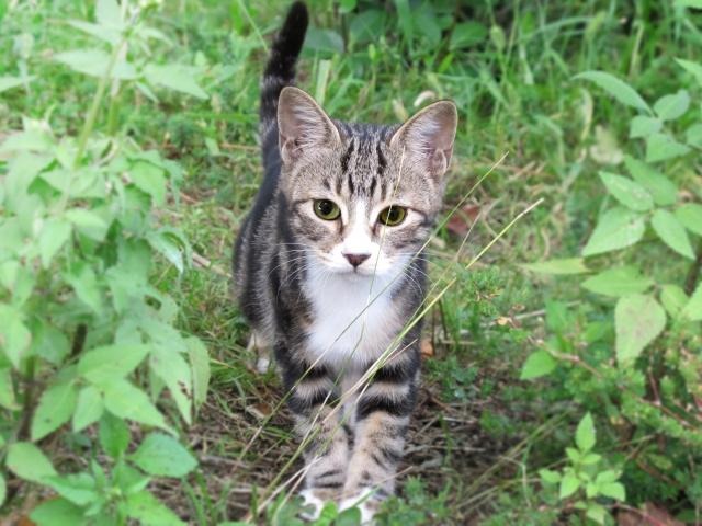 猫も人間も恐怖の感染症“SFTS”～マダニが媒介するウイルスや対策などを詳しく解説