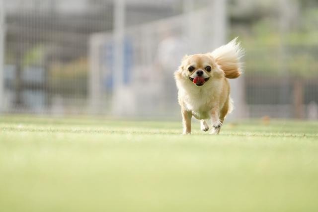 犬の咳はなぜ起きる？その緊急性は？気になる原因と特徴を徹底解説