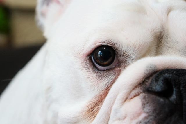 愛犬・愛猫の目のトラブル｜角膜潰瘍の犬猫の角膜潰瘍とは？治らない原因や診断方法、家庭で可能な予防法まで解説